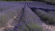 Moustiers-Sainte-Marie