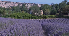 Campos de lavanda