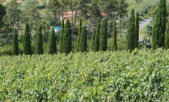 Montecarlo: vinho há mais de 800 anos