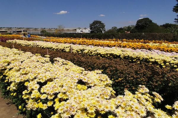 Expoflora 2017. Ingressos antecipados tem desconto!